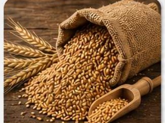 Wheat